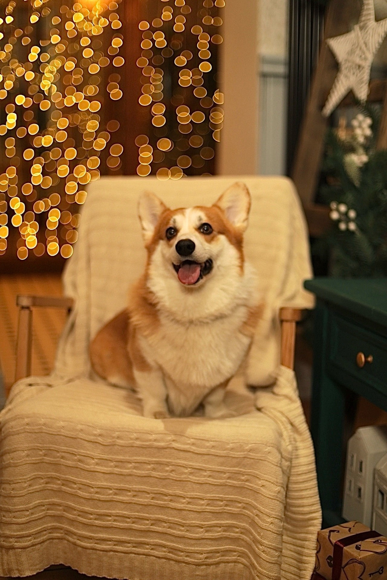 Животные. Семейный и детский фотограф в Санкт-Петербурге, Анастасия Воротова