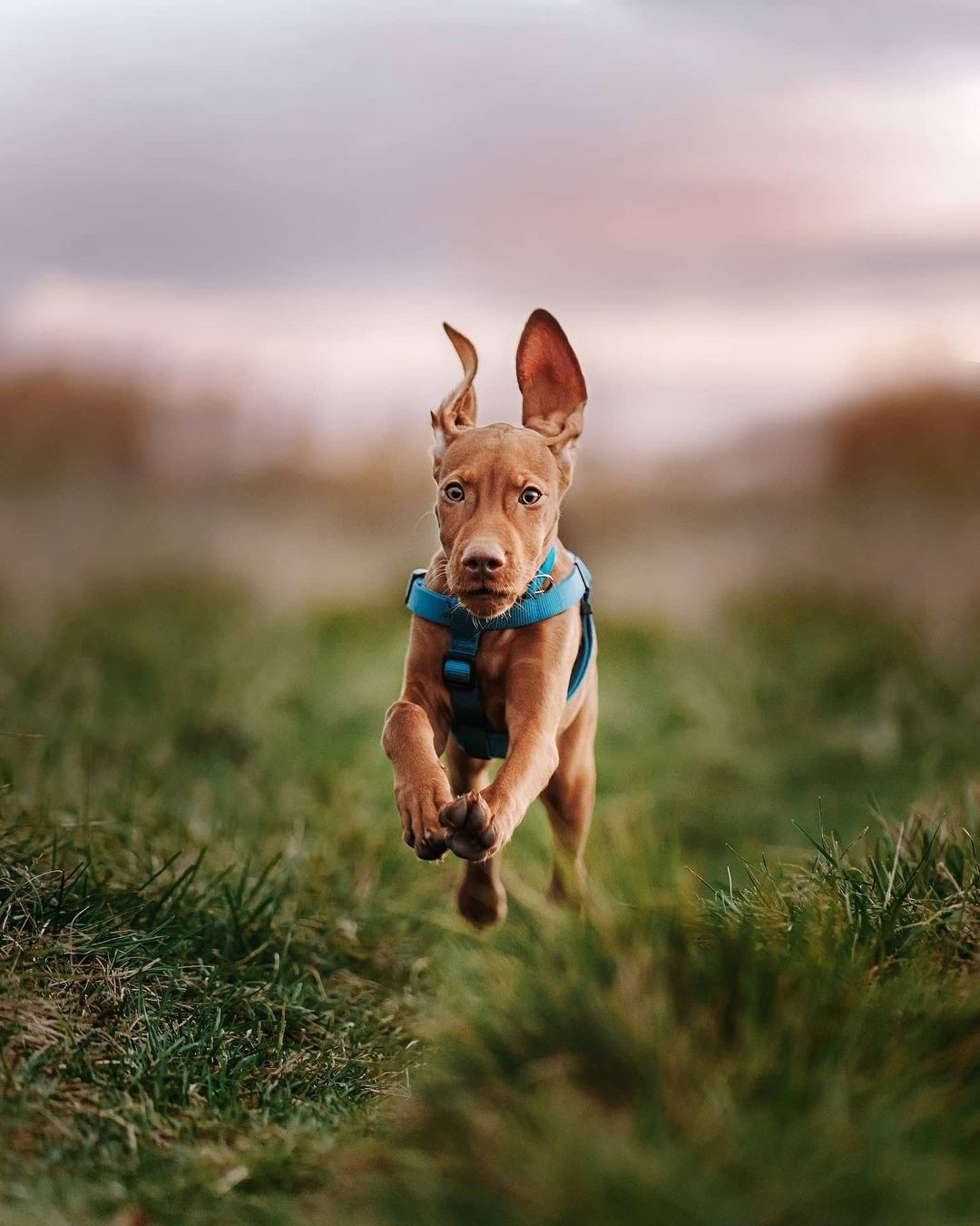 Трисс. Фотограф анималист Осипчикова Мария