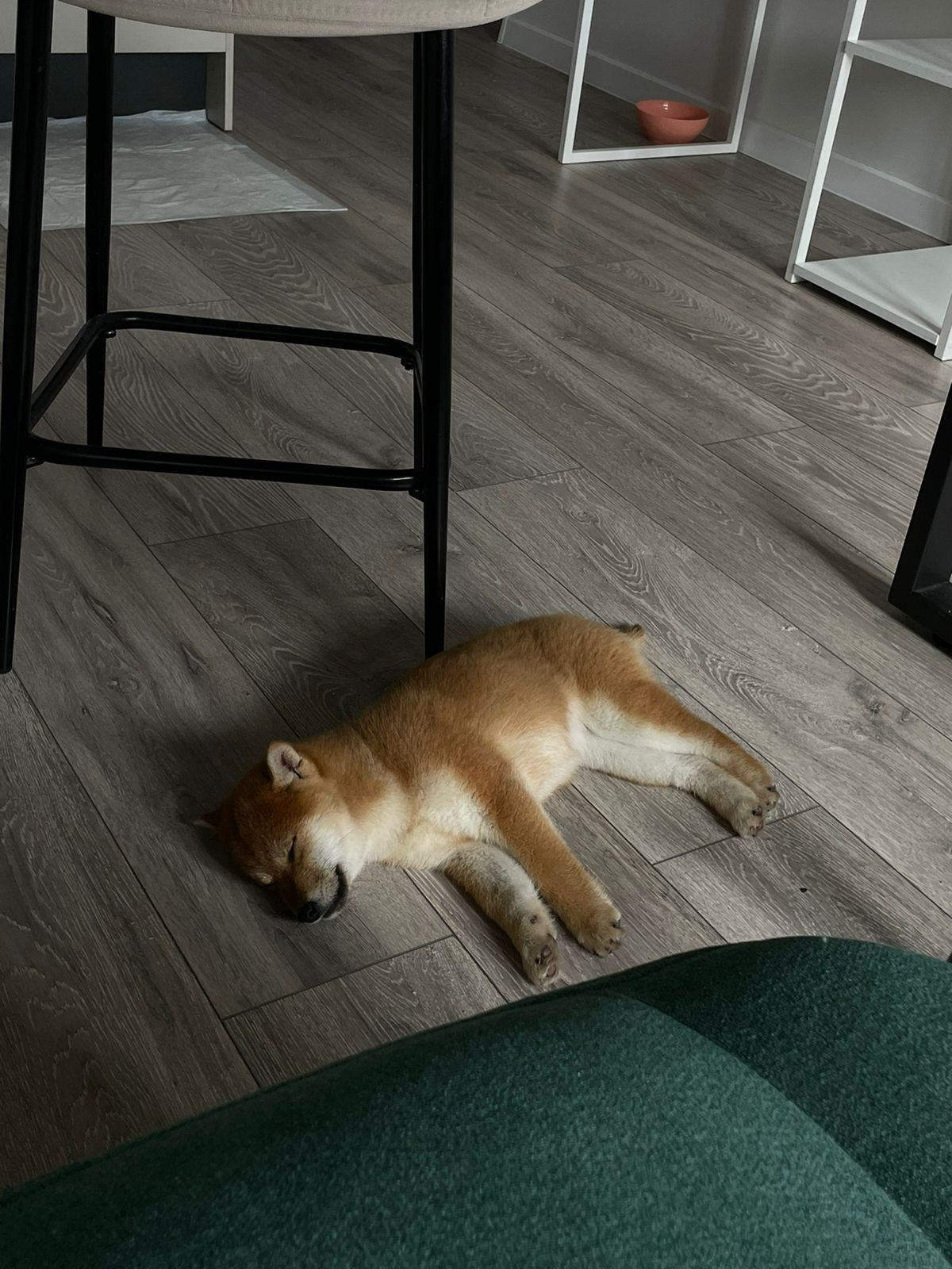 Сиба Rubylight Emma питомник Рубилайт 