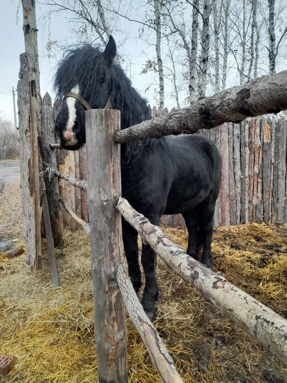 Фото наших лошадок. Конные прогулки в клубе «Анкор» — Омск