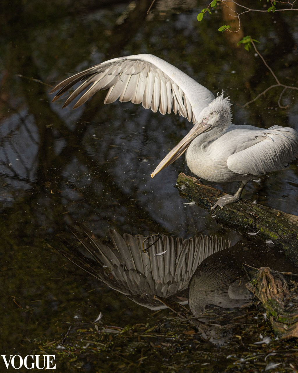 VOGUE. Репортажный, архитектурный, театральный и файн-арт фотограф Лена Мельникова в Москве