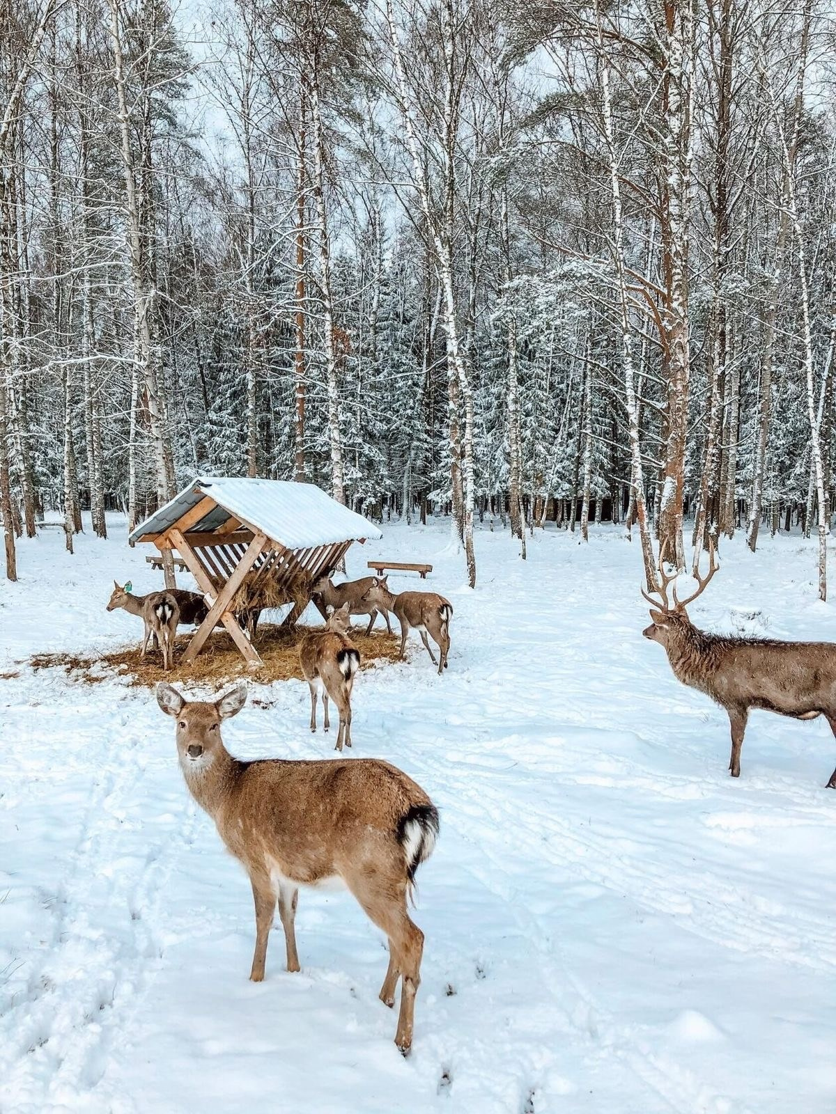 Фототур в Веретьево (даты проведения 14–15 февраля 2026 г.). Главная
