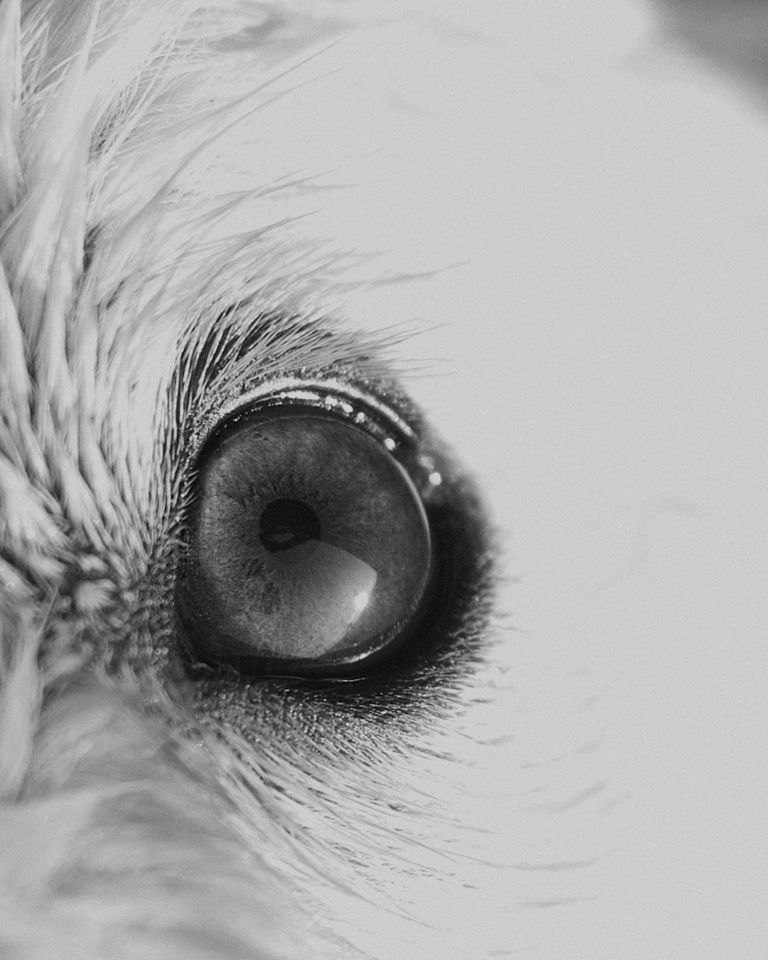 Рина и Марси. Фотограф анималист в Москве и Санкт-Петербурге Свиридова Анна