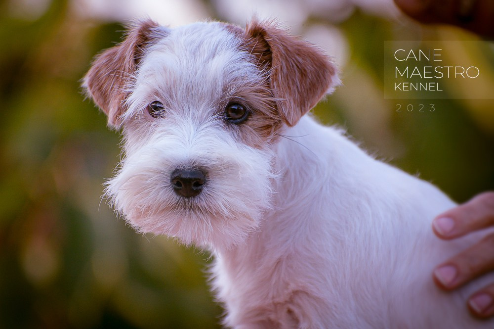 Щенок Джек-рассел-терьер. Девочка б/рыж. КАНЕ МАЭСТРО СЕРЕБРО. #4. КАНЕ МАЭСТРО — питомник Джек рассел терьеров