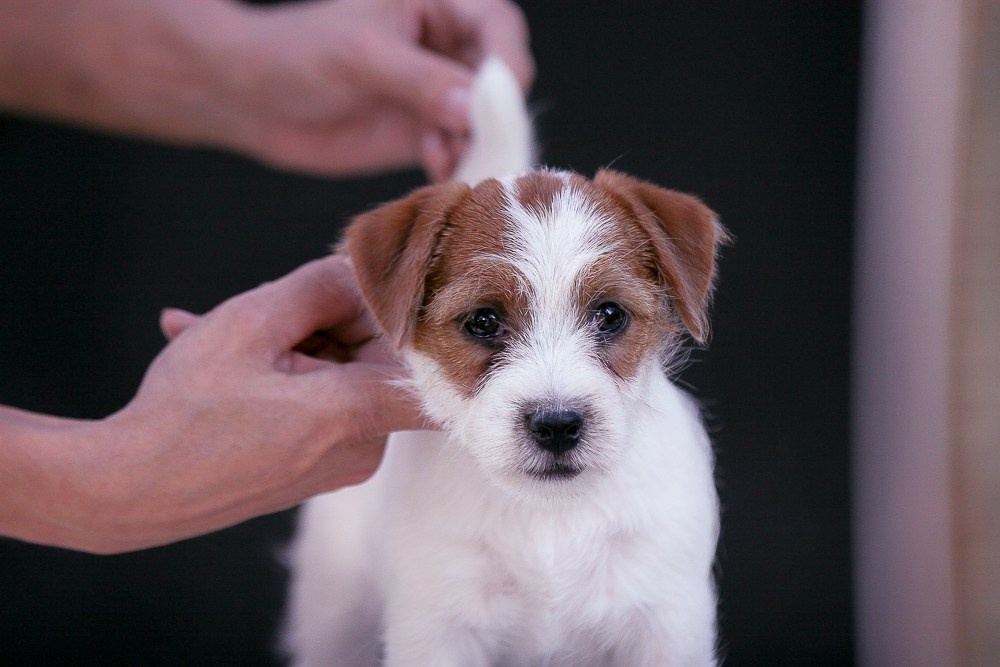 Джек рассел терьер купить.