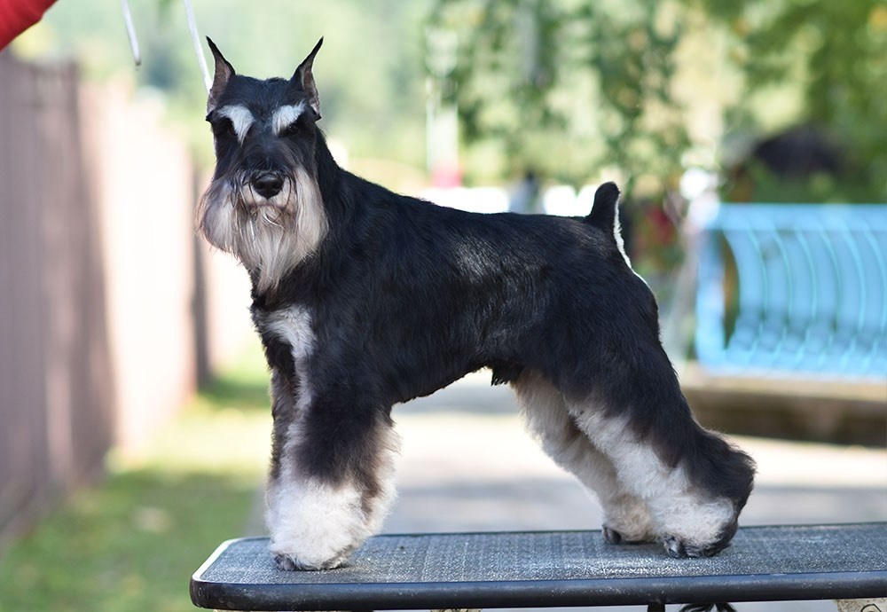 Оскар/Delinso Balance Zaffiro. Питомник цвергшнауцеров в Беларуси «Делинсо Бэлэнс»