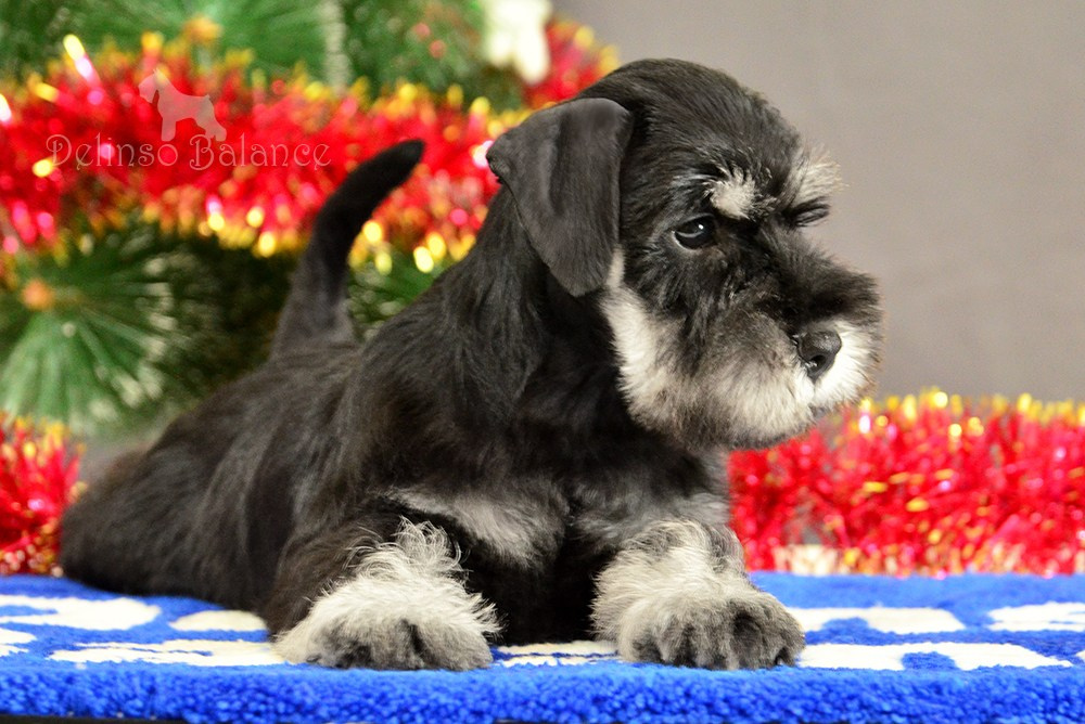 Delinso Balance Yanet Behatti