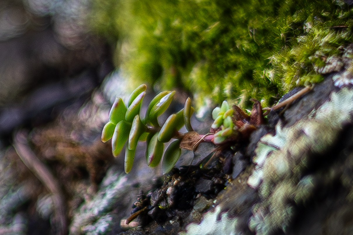 Мыс Евстафия. Фотограф в Южно-Сахалинске Гусаков Евгений