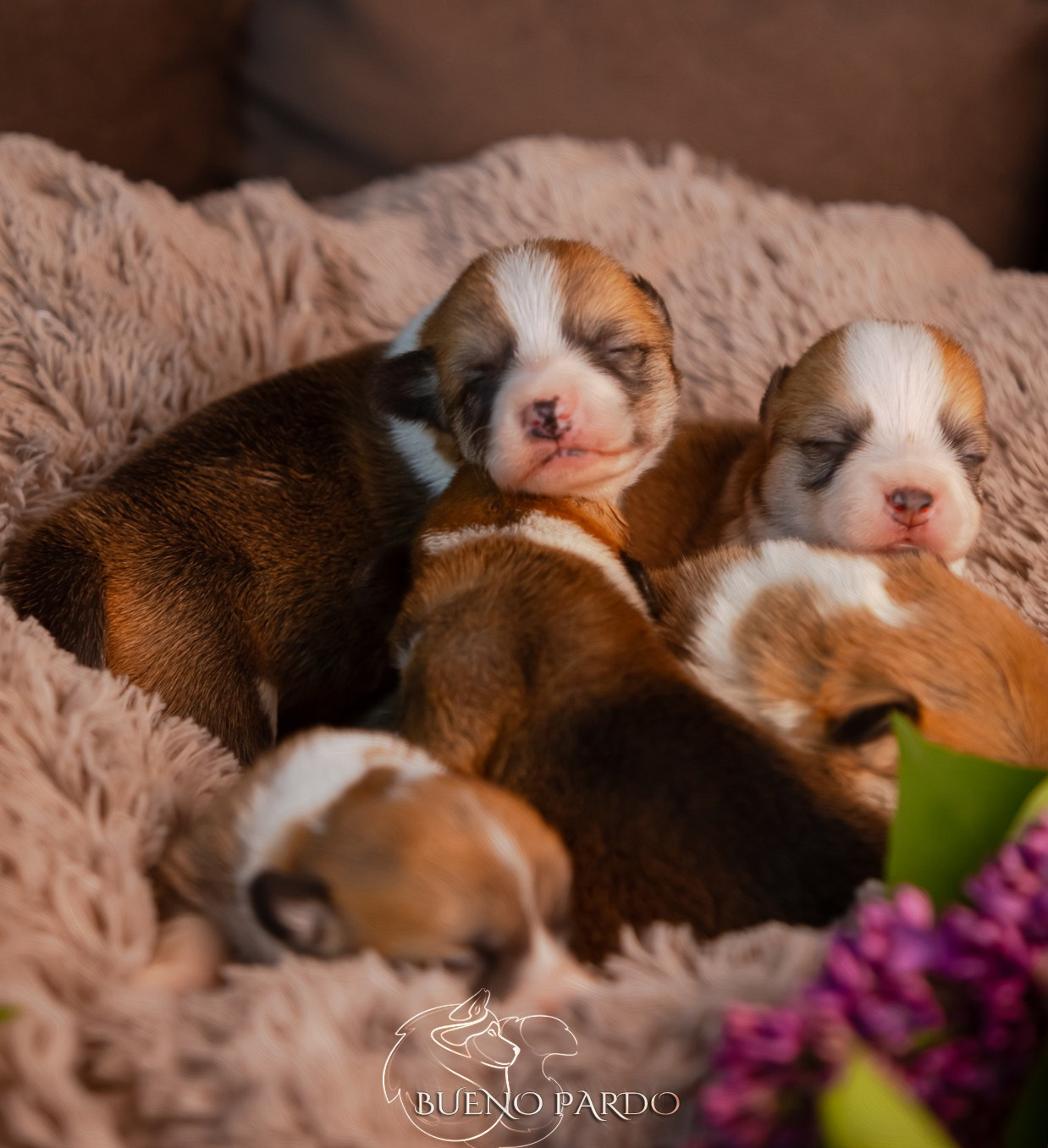 Щенки вельш корги пемброк из питомника. Питомник собак Акита, Хаски, Корги