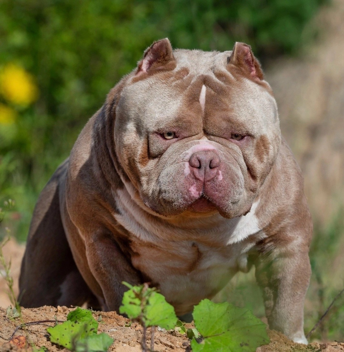 Родители NIRVANA KENNEL MESSI FOR FORTIS FORTUNA VALIDI. ПИТОМНИК СОБАК ПОРОДЫ АМЕРИКАНСКИЙ БУЛЛИ