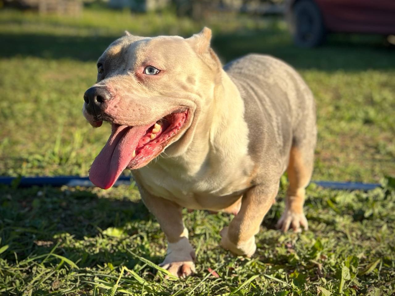 Lordli Of Gardens Blucha. Питомник американских булли Bounty Pride Bully