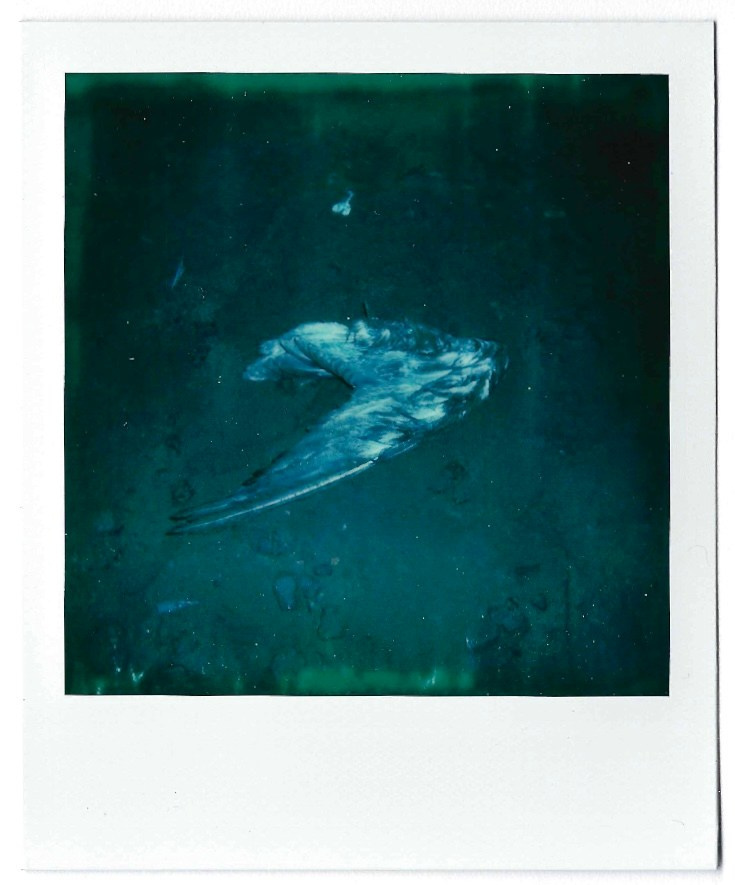 Полароиды. Катерина Эделева