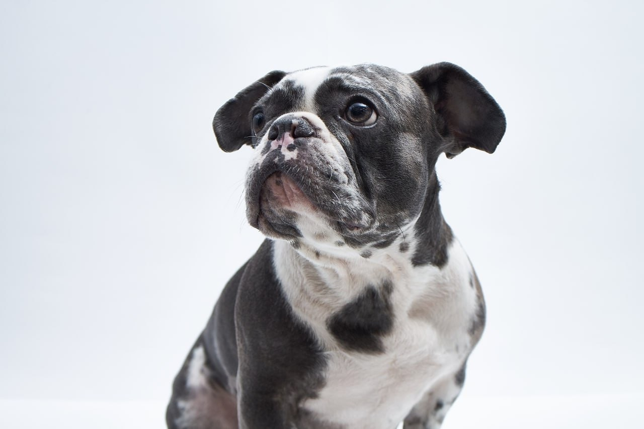 Фотосессия для сайта Ветеринарной клиники. Персональный и коммерческий фотограф в Тюмени Полина Лапардина