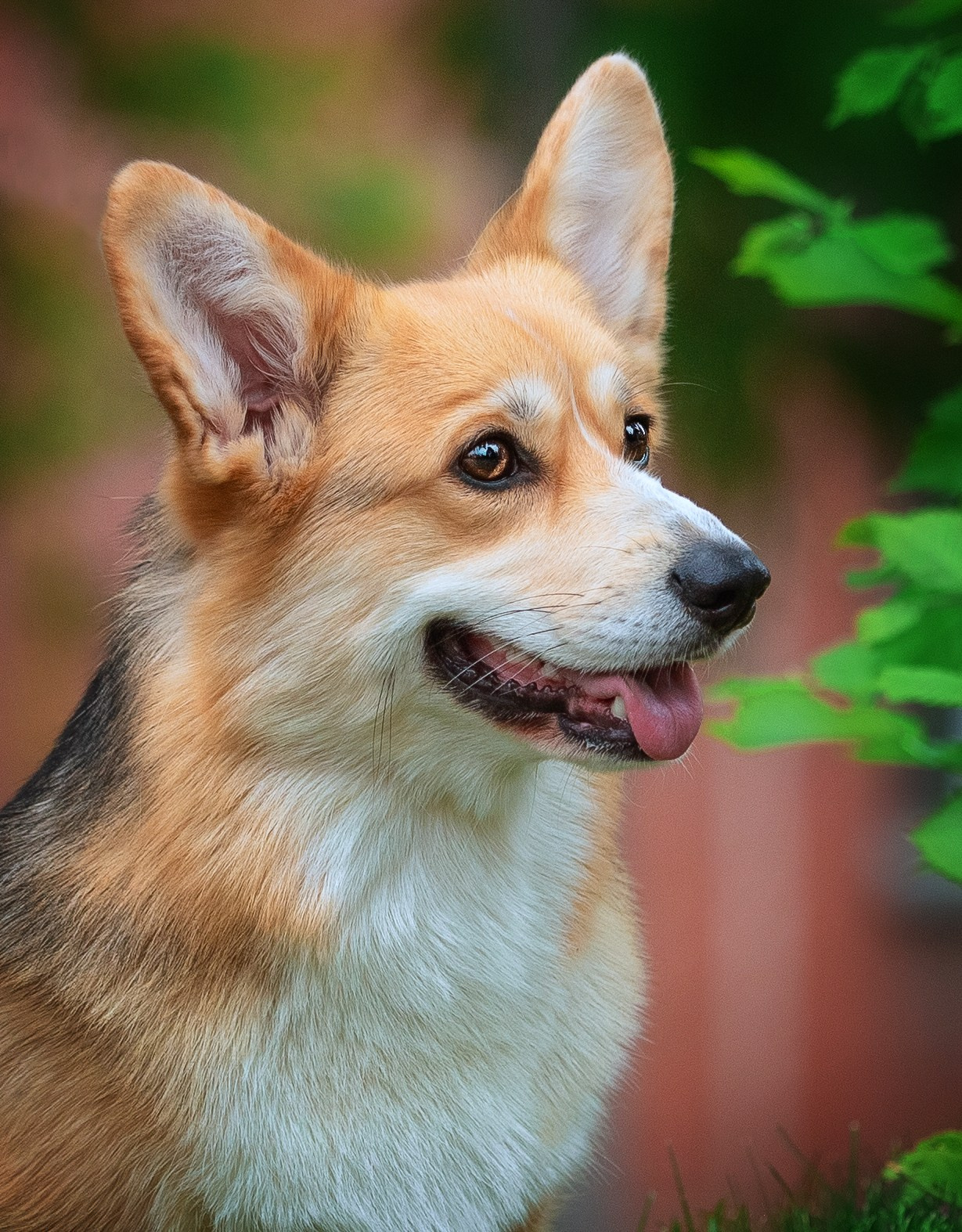 Разные породы