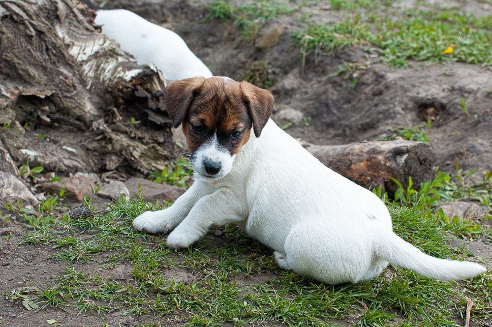 КАНЕ МАЭСТРО ФЕРИТЕЙЛ. Девочка гладкошерстная. Девочка очень ласковая. Купить. Возраст 3,5 месяца. Все прививки сделаны. Документы РКФ. Чип. Клеймо. Ветпаспорт. Вакцина Эуркиан.
