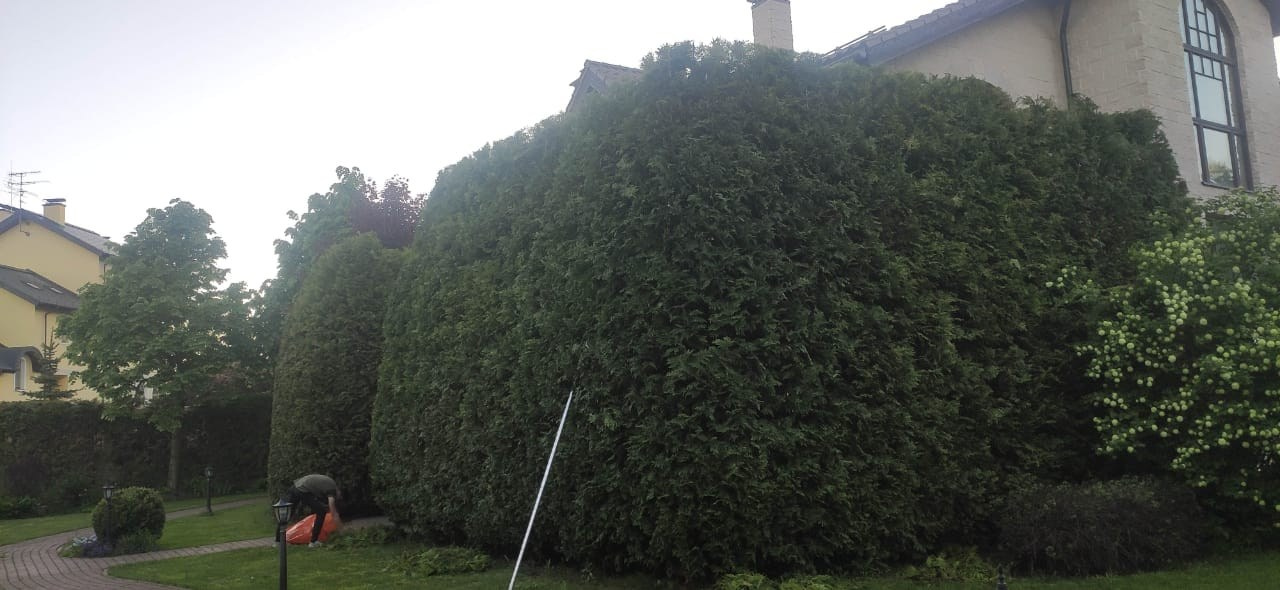 Топиарная стрижка. Все виды ландшафтных и строительных работ