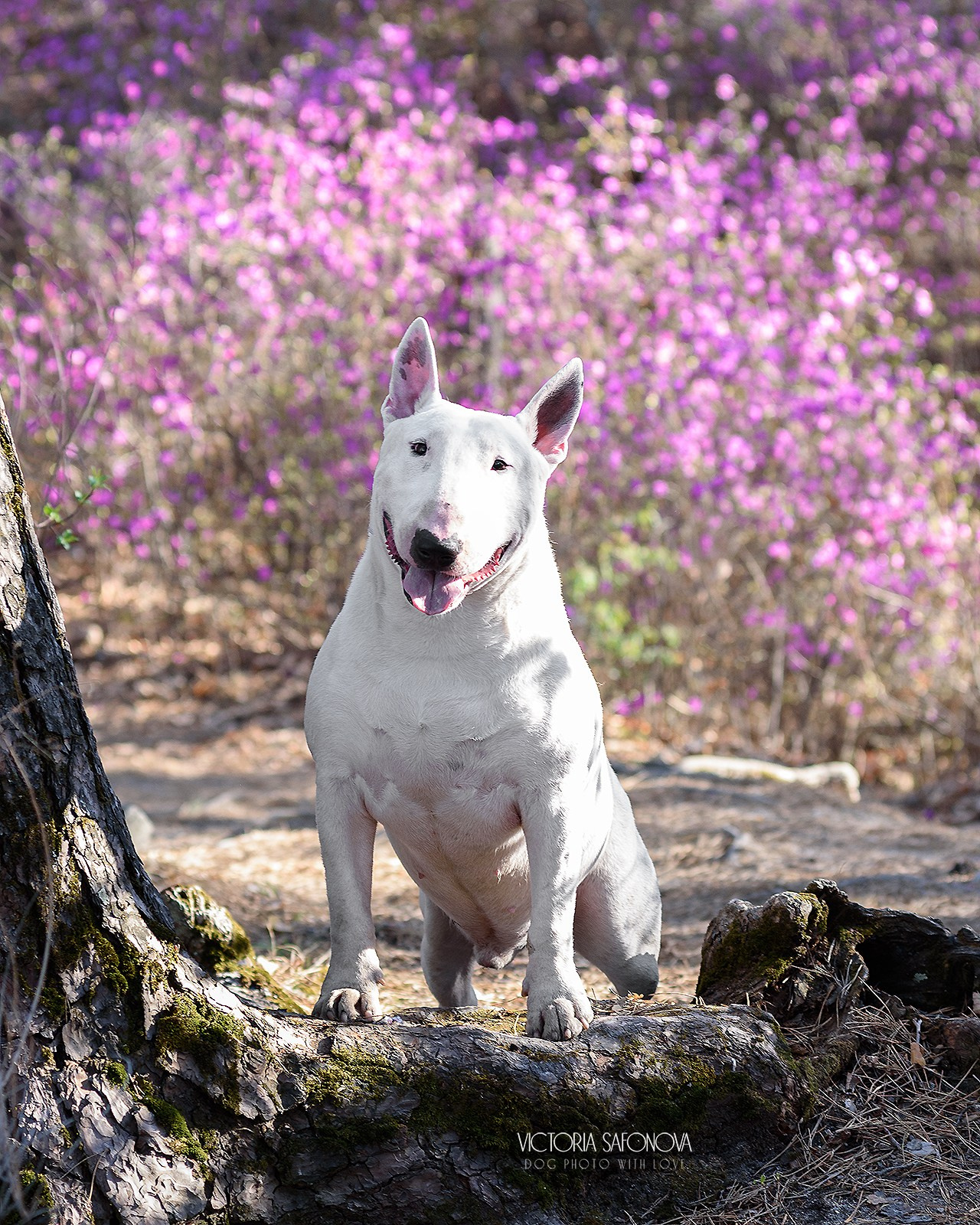 Фреди 07.05.2023. Фотограф анималист Благовещенск. Сафонова Виктория