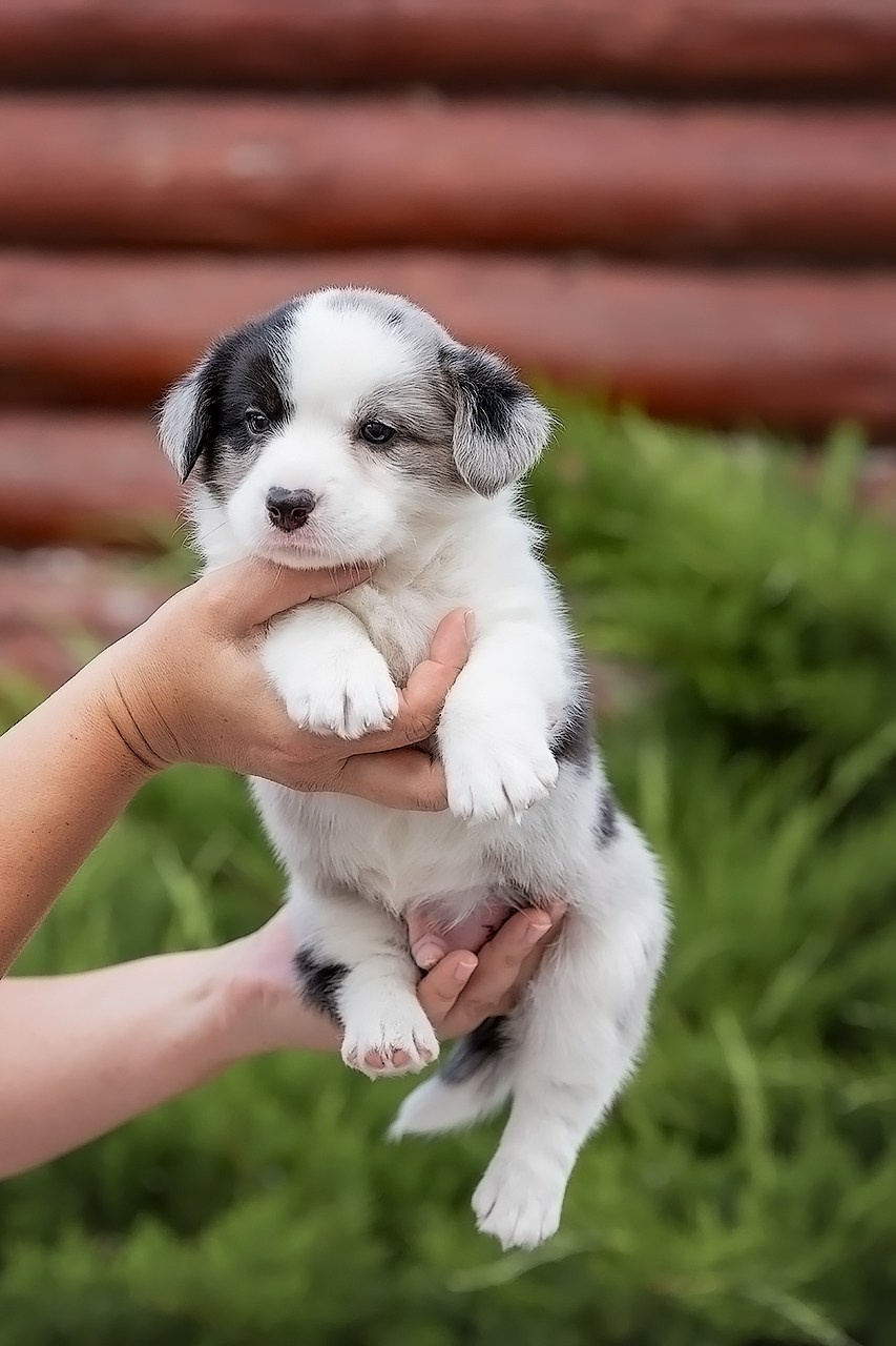 СЪЁМКА ЩЕНКОВ. Фотограф — анималист в Туле Юлия Лето