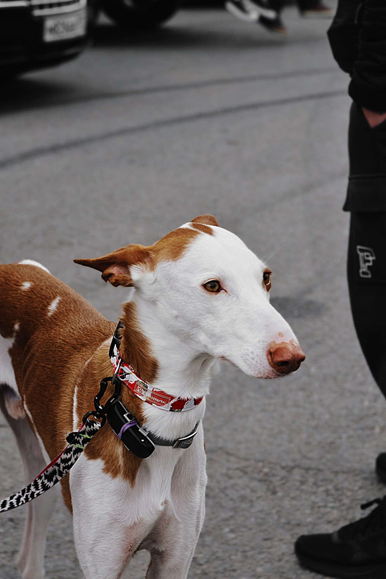 АВТОМОБИЛИ — МЕРОПРИЯТИЯ. Фотограф в Москве — Олег Штыканов