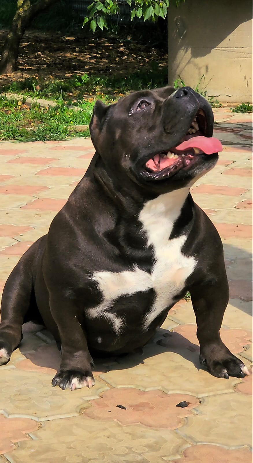 Щенки Американский булли. ПИТОМНИК СОБАК ПОРОДЫ АМЕРИКАНСКИЙ БУЛЛИ