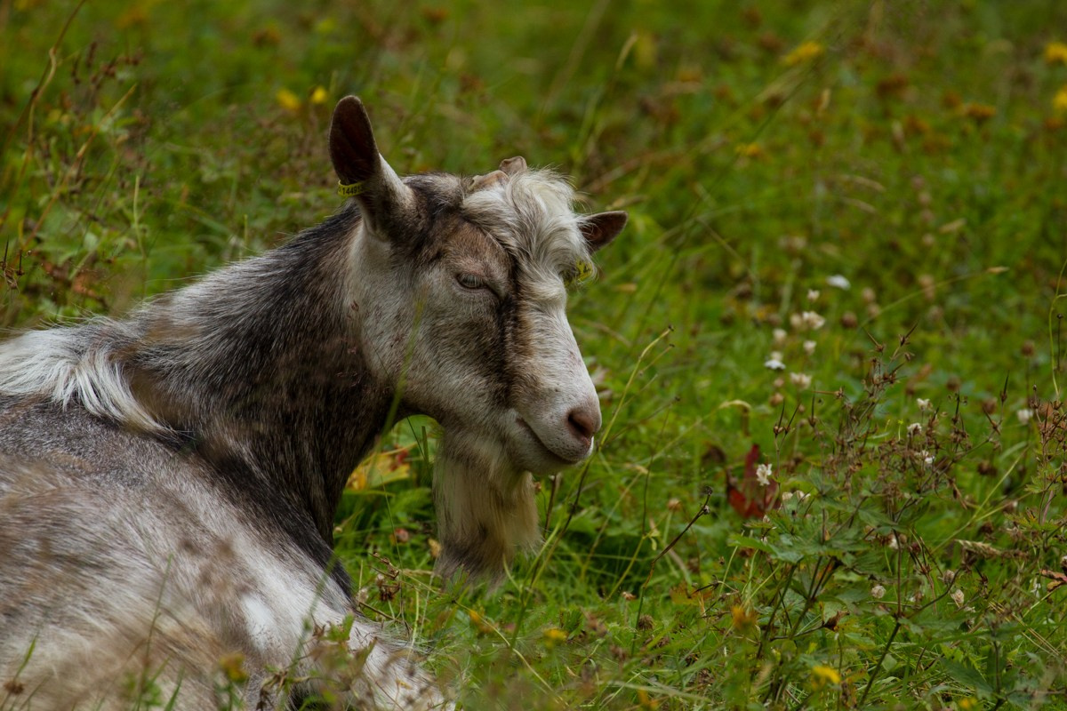 07/17. Норвегия. Walk&Fly with Batay