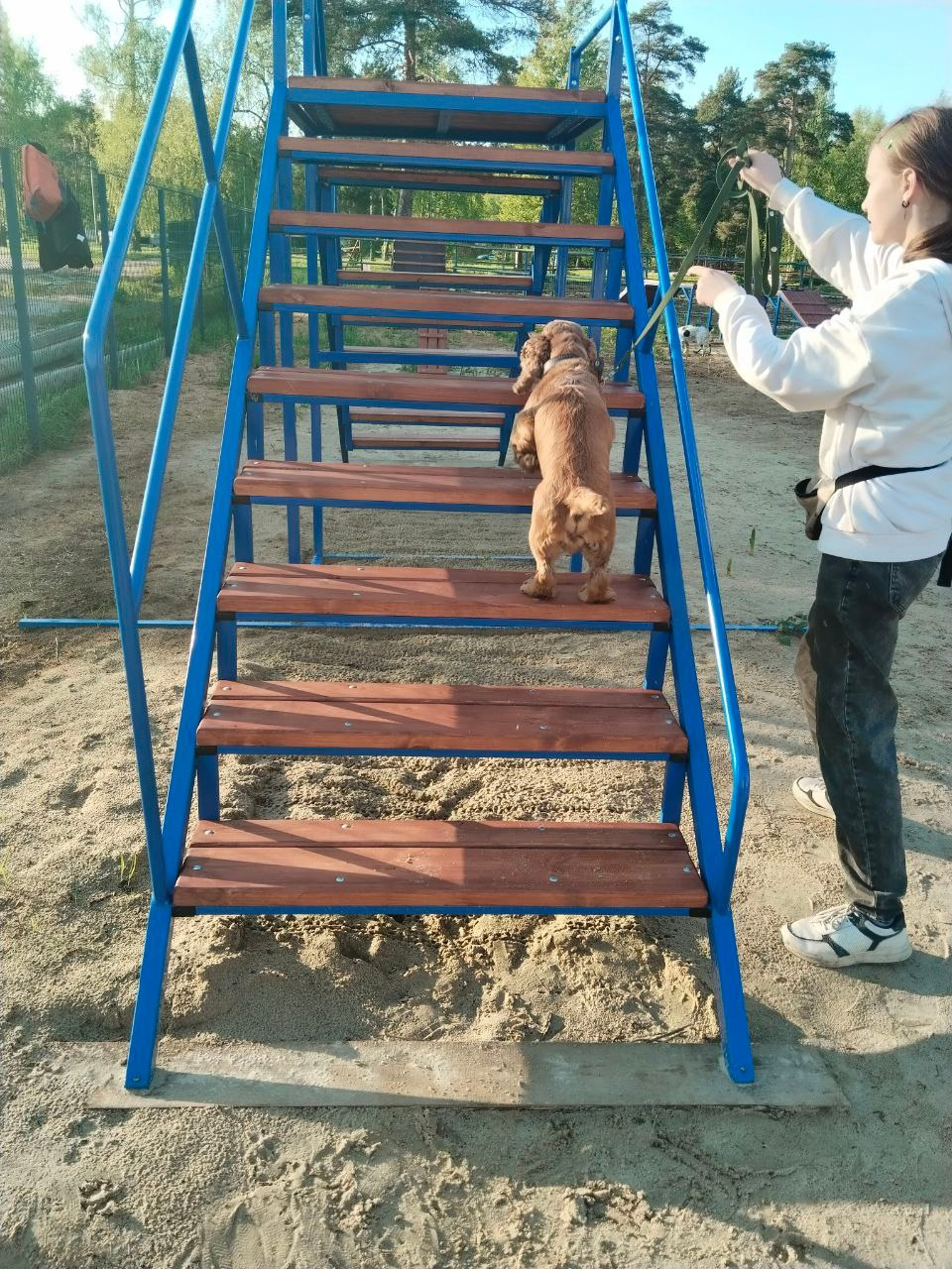 Практические занятия по дрессировке. НРОО КЦ "Собаковод"