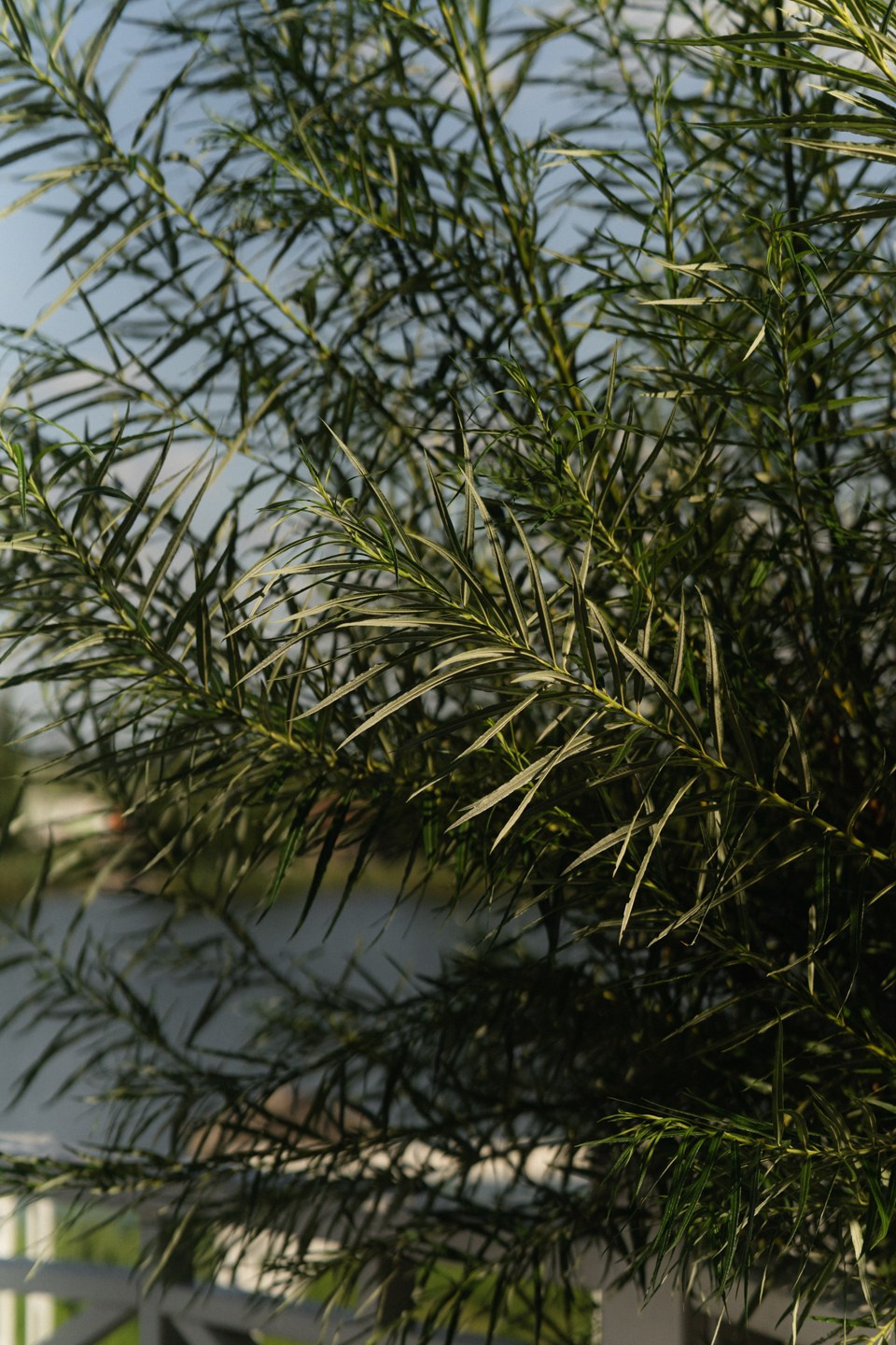 Дмитрий и Карина. Свадебный фотограф в Белгороде Антон Каменев