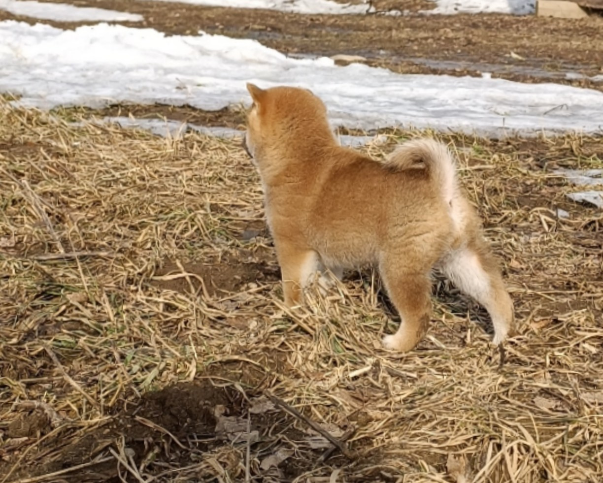 Сиба Rubylight Emma питомник Рубилайт 