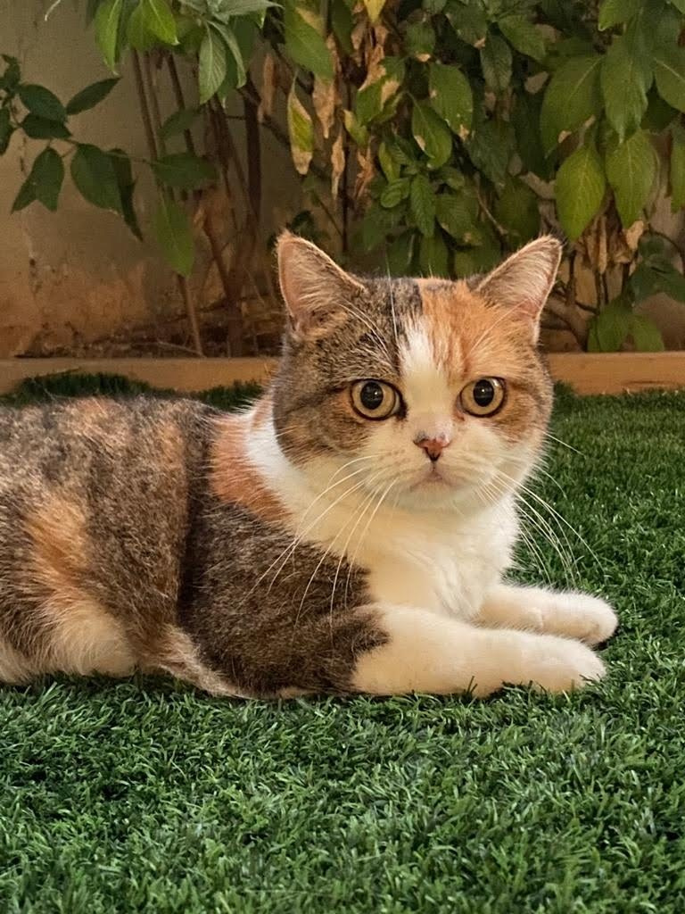 «Императрица и ее окружение». Художница Маргарита Гусак