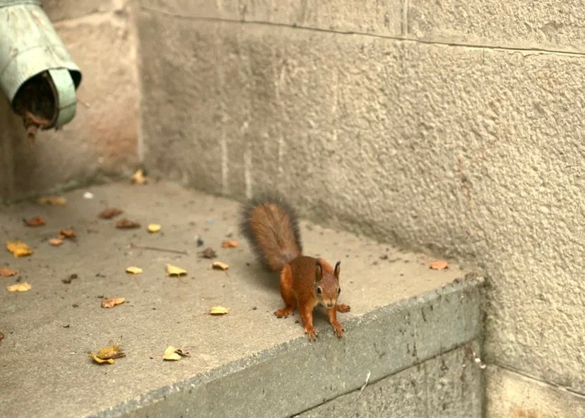 Царицыно. Экскурсовод по Москве Беляева Валентина