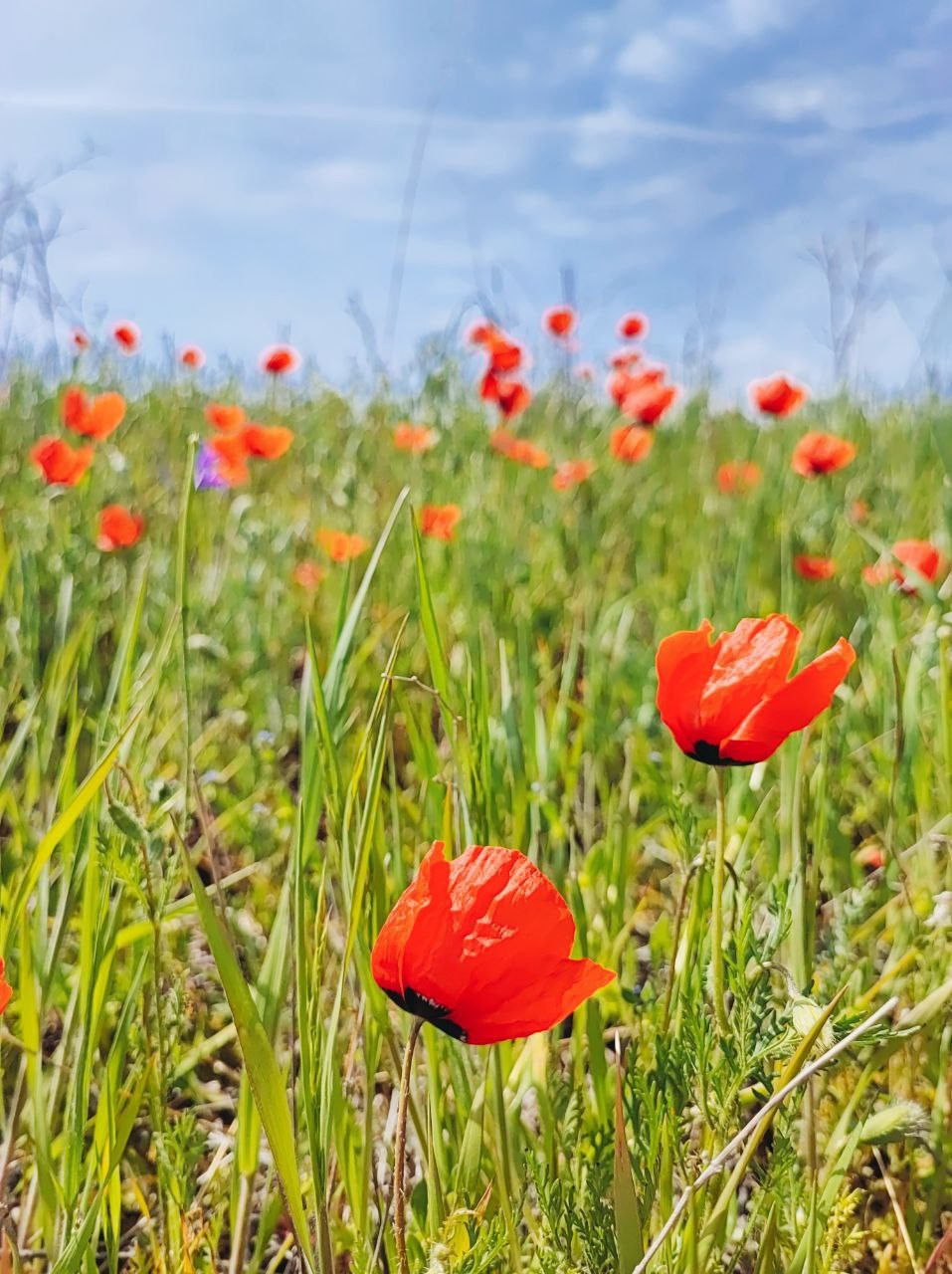 Намобилкус казахский. Репортажный фотограф Алексей Пирязев
