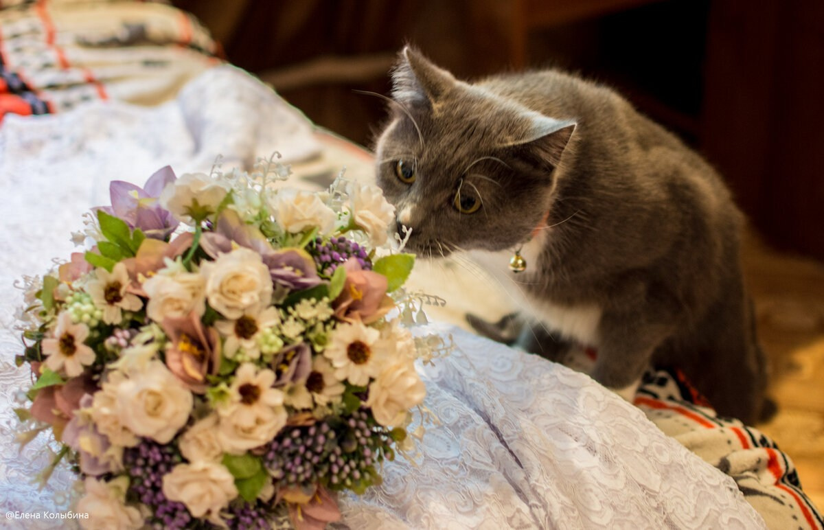 Свадьба. Фотограф в Санкт-Петербурге