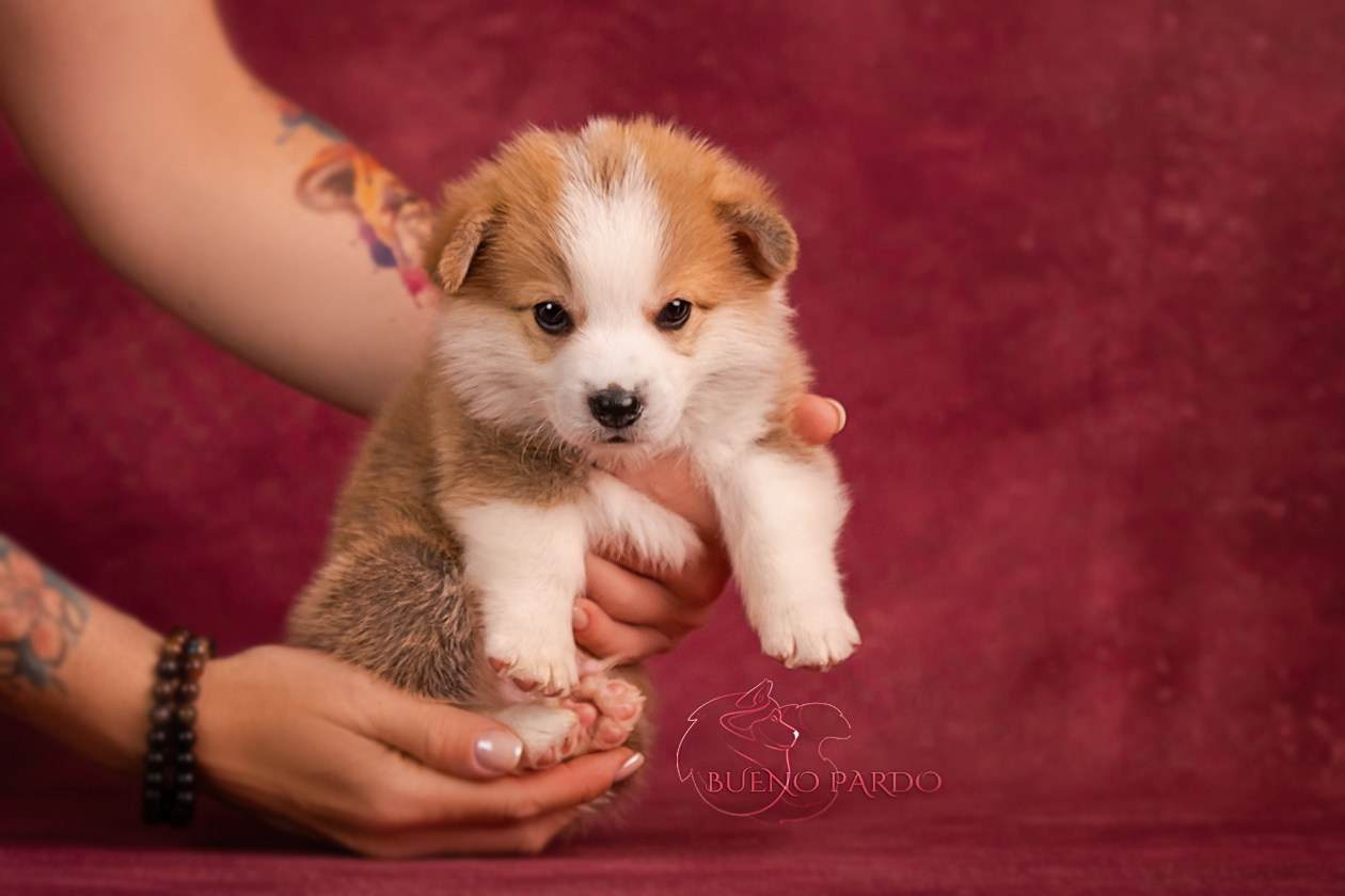 Щенки вельш корги пемброк из питомника. Питомник собак Акита, Хаски, Корги