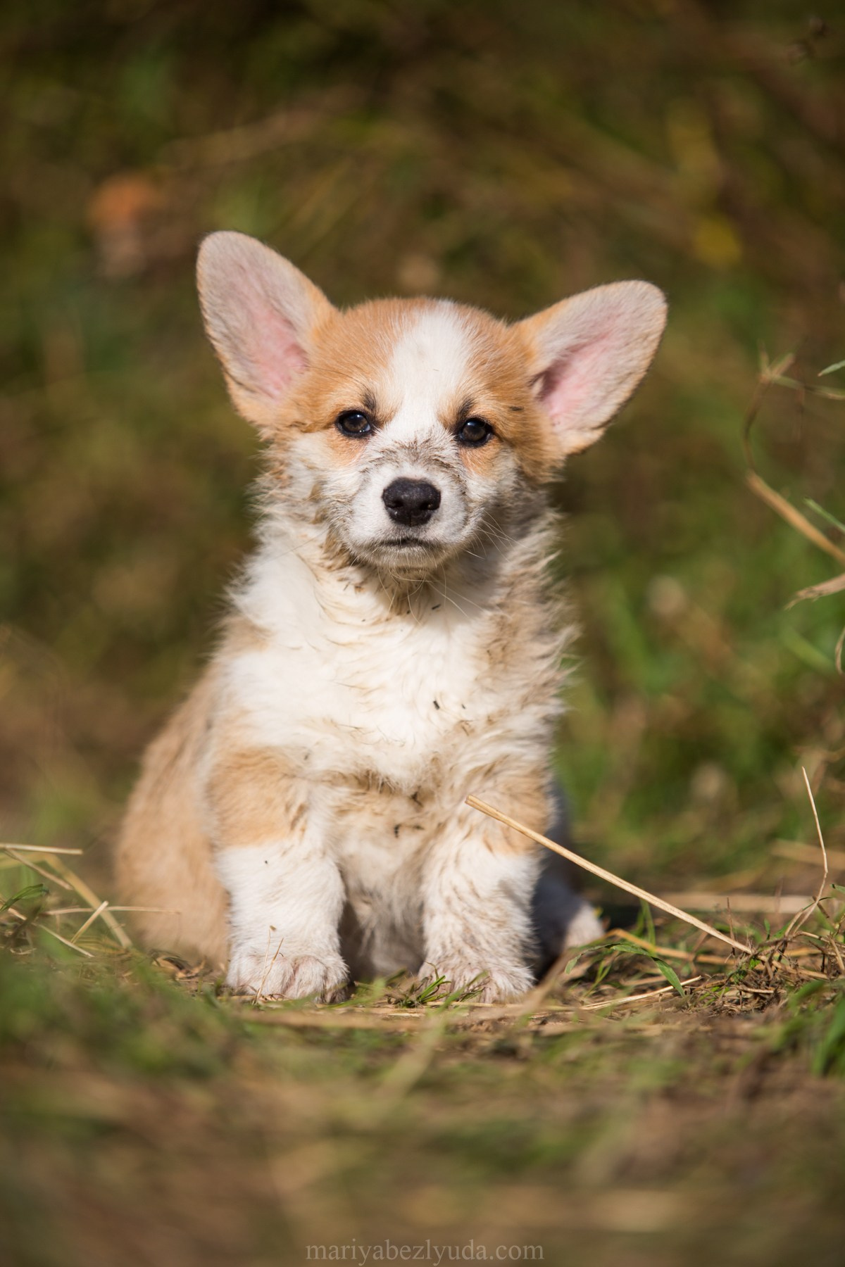 Щенки. Семейный и детский фотограф в Москве Мария Быкова