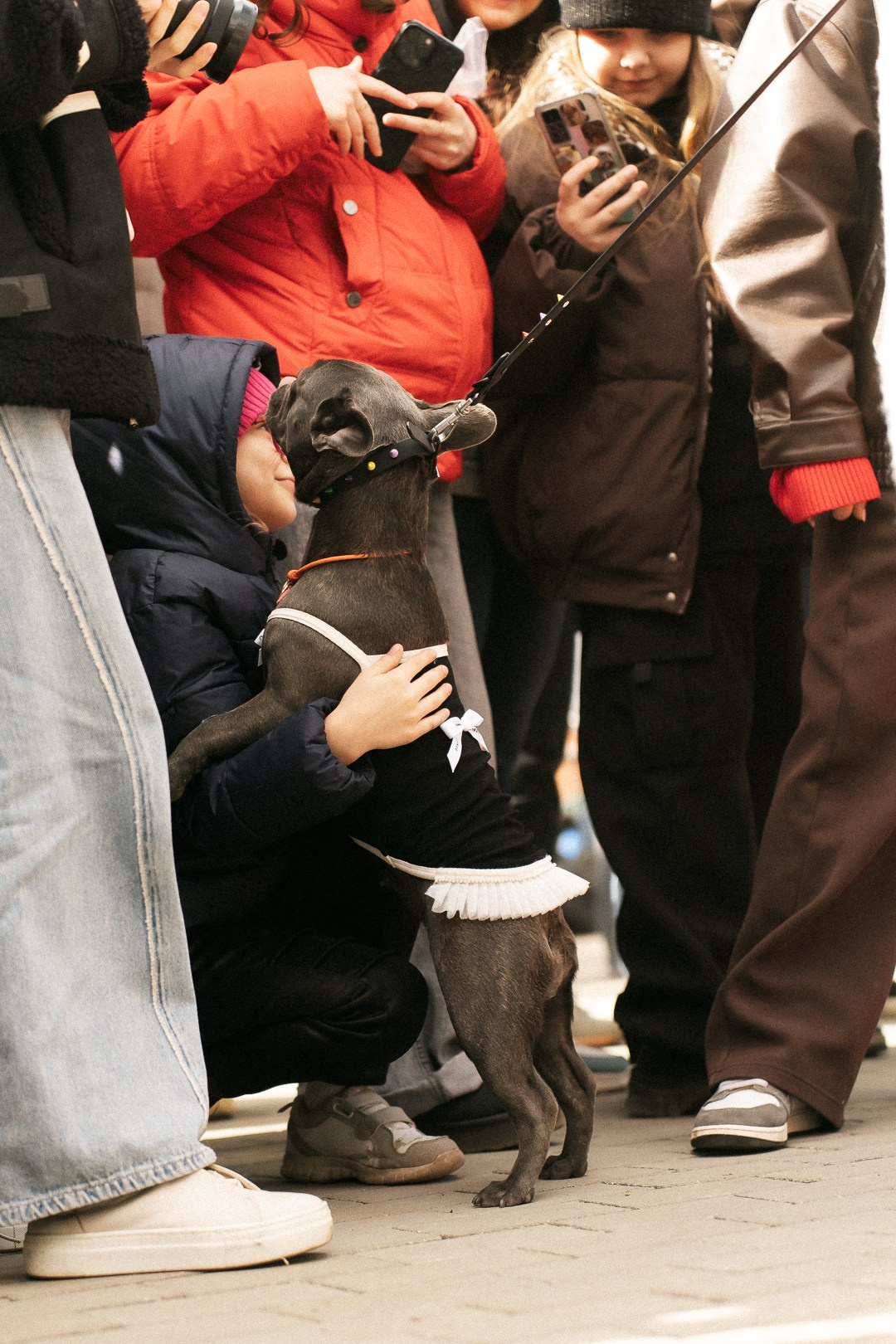 Парад Бульдогов. Axenov_eugene