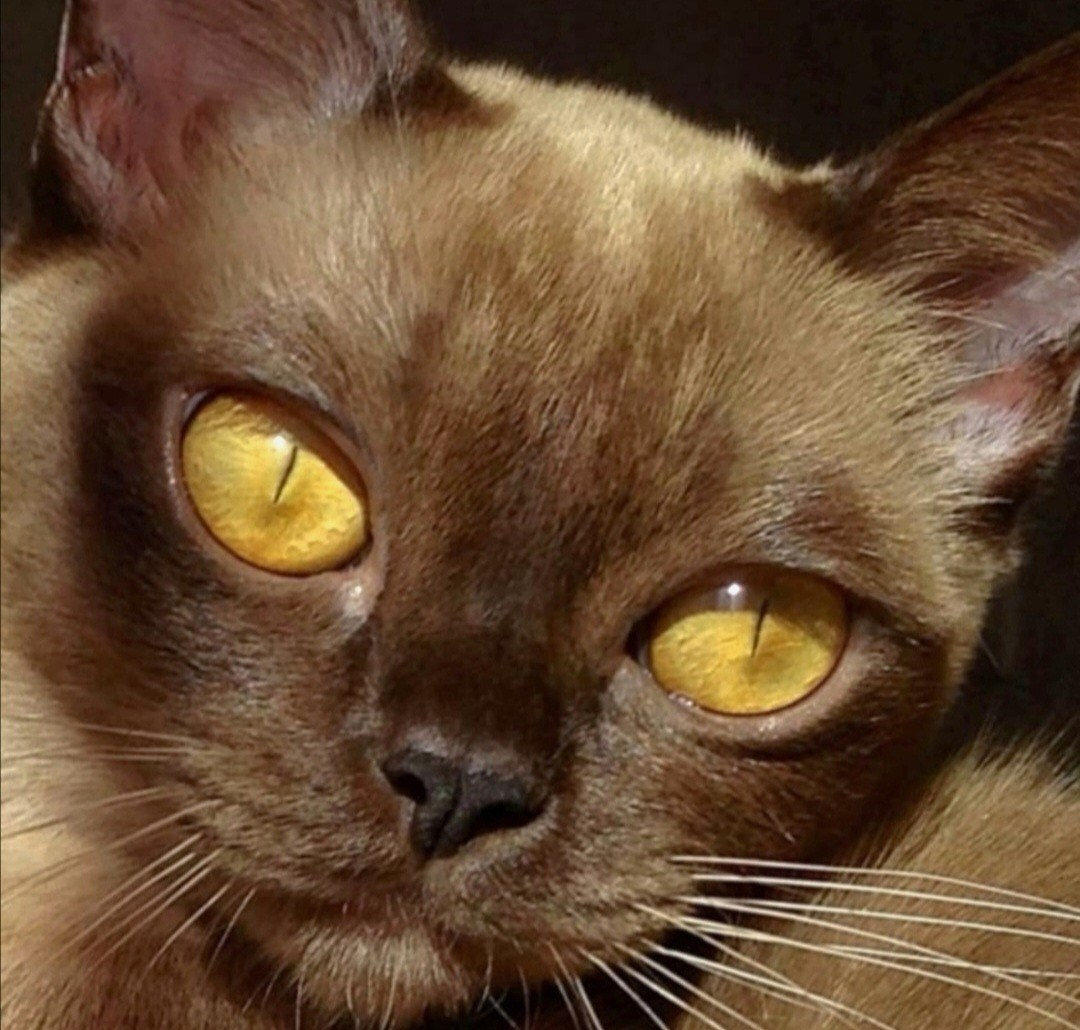 Котёнок американской бурмы. Las Burmas — питомник американской бурмы традиционных линий