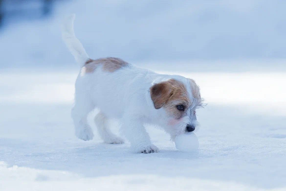 Сука 4. Lovely-Orange питомник джек рассел терьеров