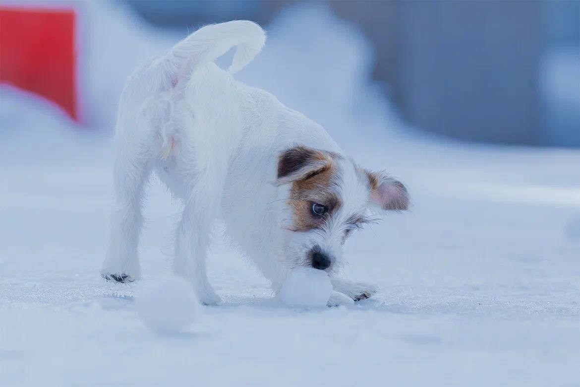 Сука 2. Lovely-Orange питомник джек рассел терьеров