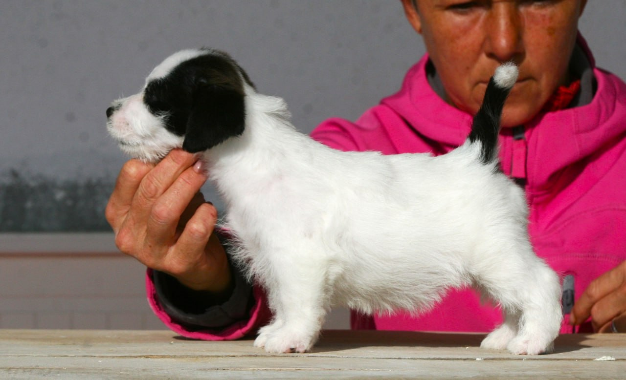 Сука 1. Lovely-Orange питомник джек рассел терьеров