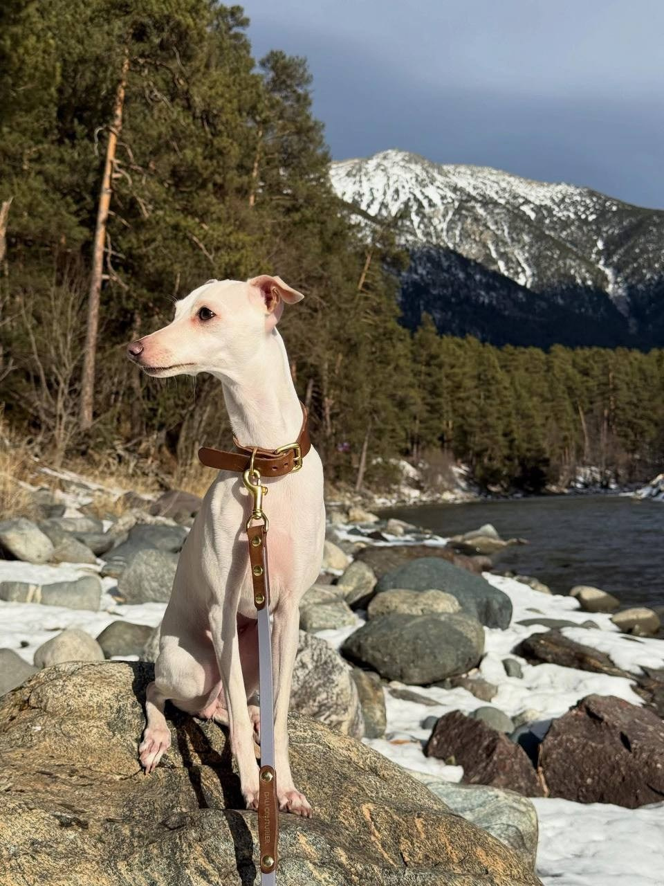 Белые девочки. Профессиональный питомник левреток РКФ/FCI ASTI SAPPHIRE 💎 Сочи|Санкт-Петербург