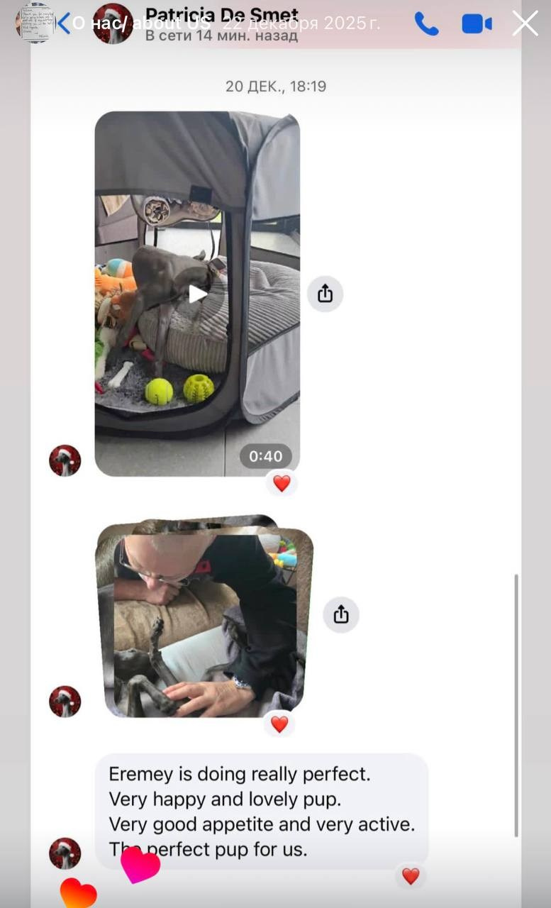 Welcome. Профессиональный питомник левреток РКФ/FCI ASTI SAPPHIRE 💎 Сочи|Санкт-Петербург