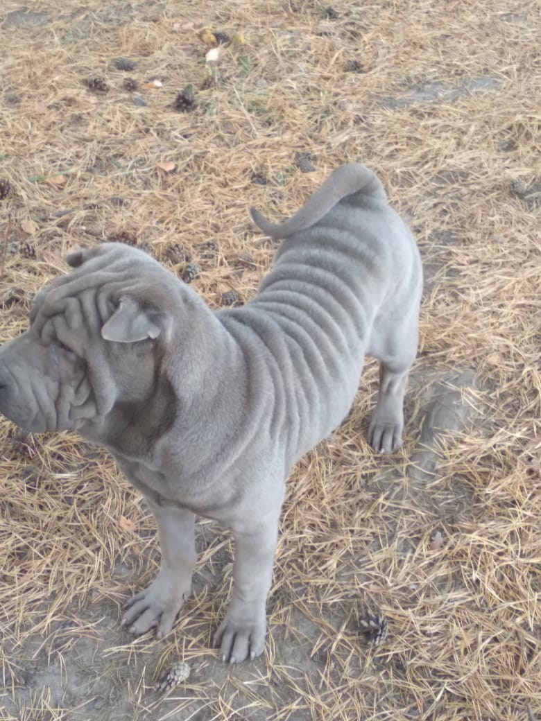 Купить Шарпей Казань, Купить Шарпея Казань, Купить щенка Шарпей Казань, ТОП питомник Шарпеев Казань, Питомник Шарпей  Казань, 