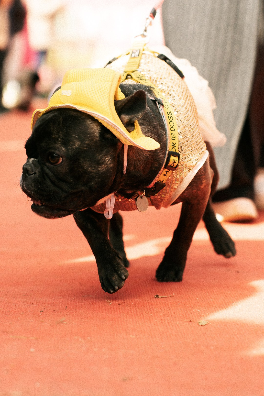 Парад Бульдогов. Axenov_eugene