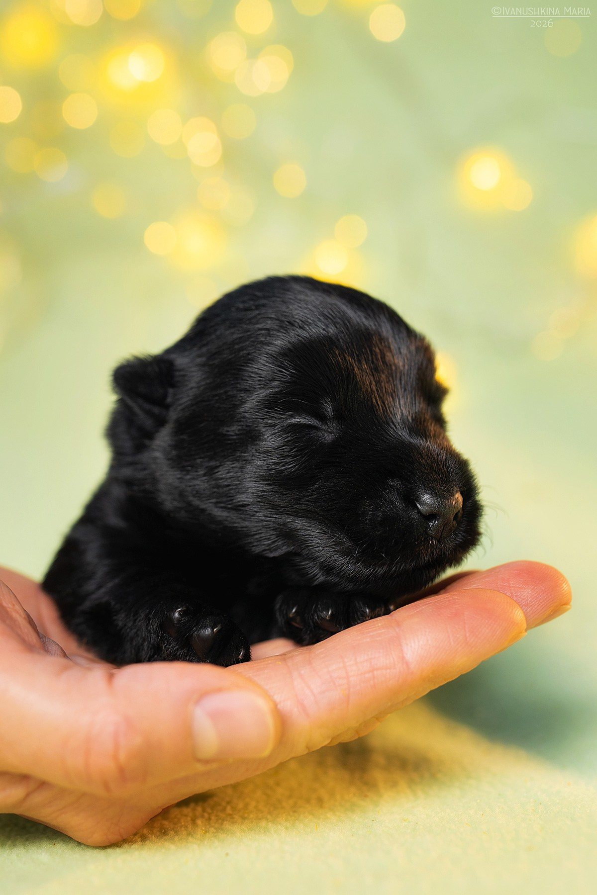 Ньюборн фотосессия щенков. Фотограф собак в Москве и Московской области Иванушкина Мария