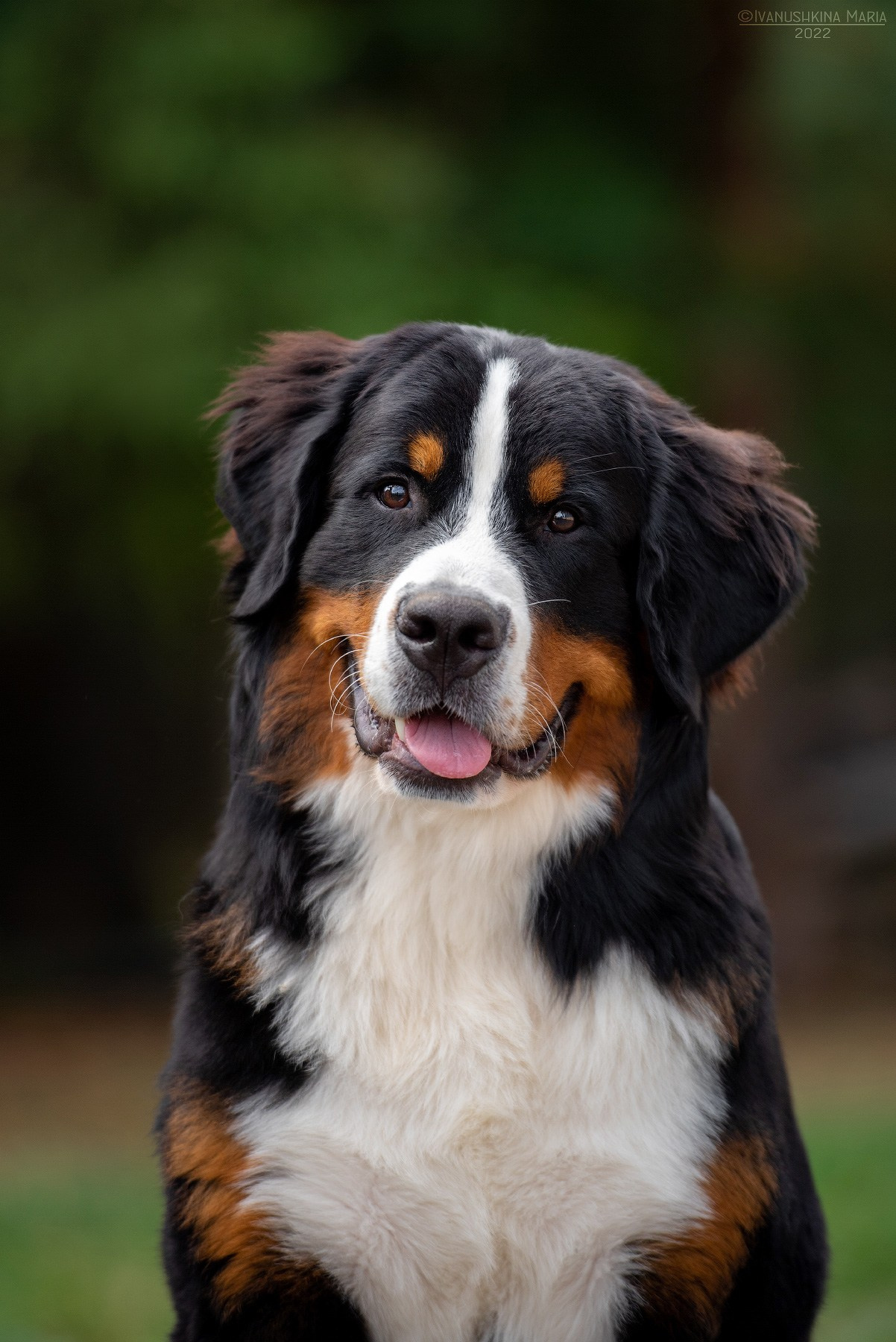 Экстерьерная фотосессия собаки. Фотограф собак в Москве и Московской области Иванушкина Мария
