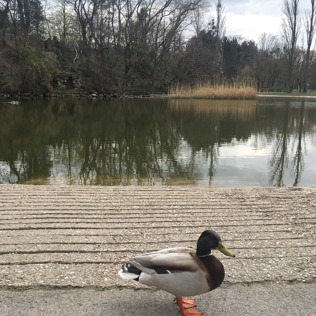 Вена — 19. Своя Мастерская