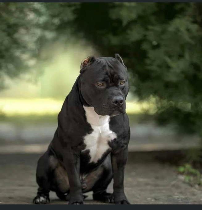 американский булли - официальный питомник в Краснодаре