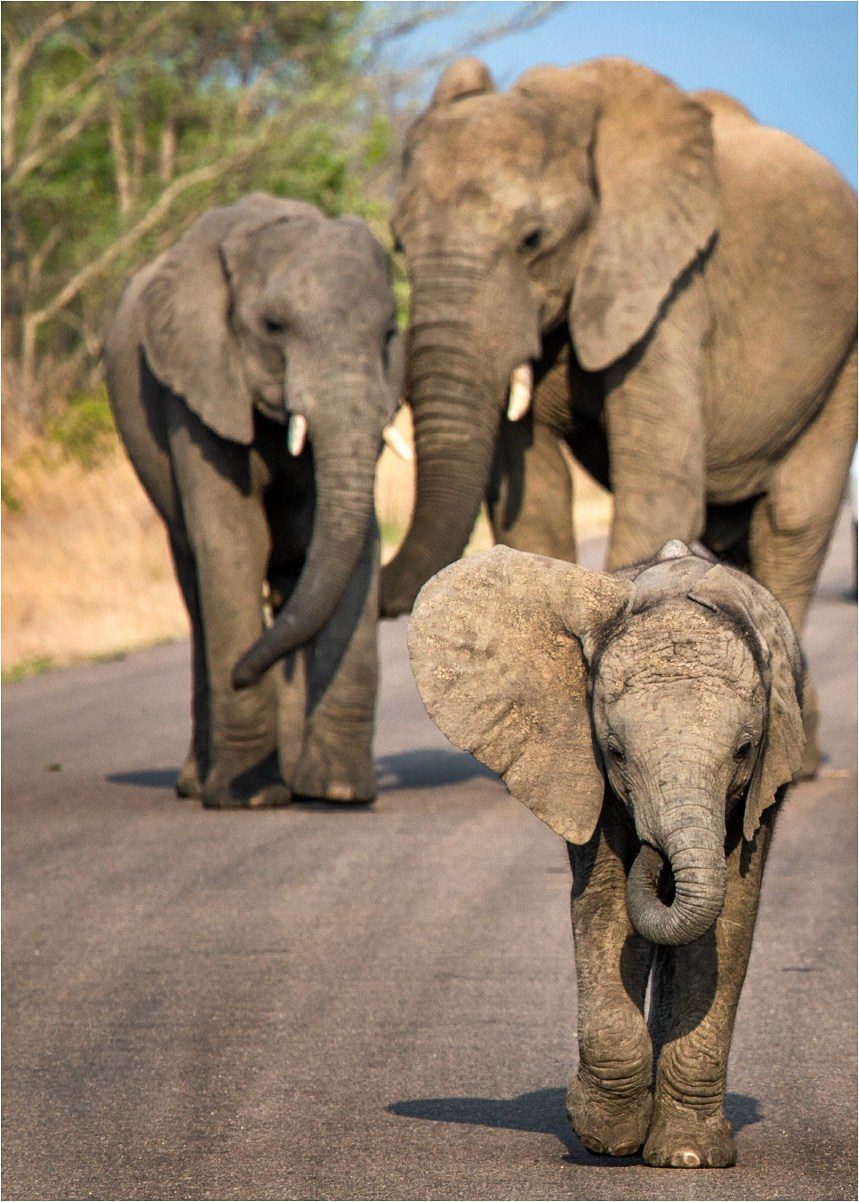 Сафари (ЮАР). Фотограф Владимир Остапенко