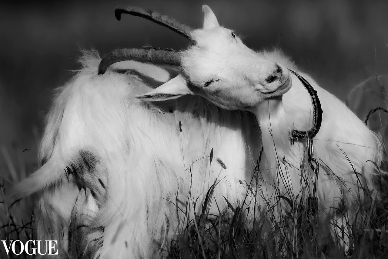 PhotoVogue. Фотографии Лены Соколовой