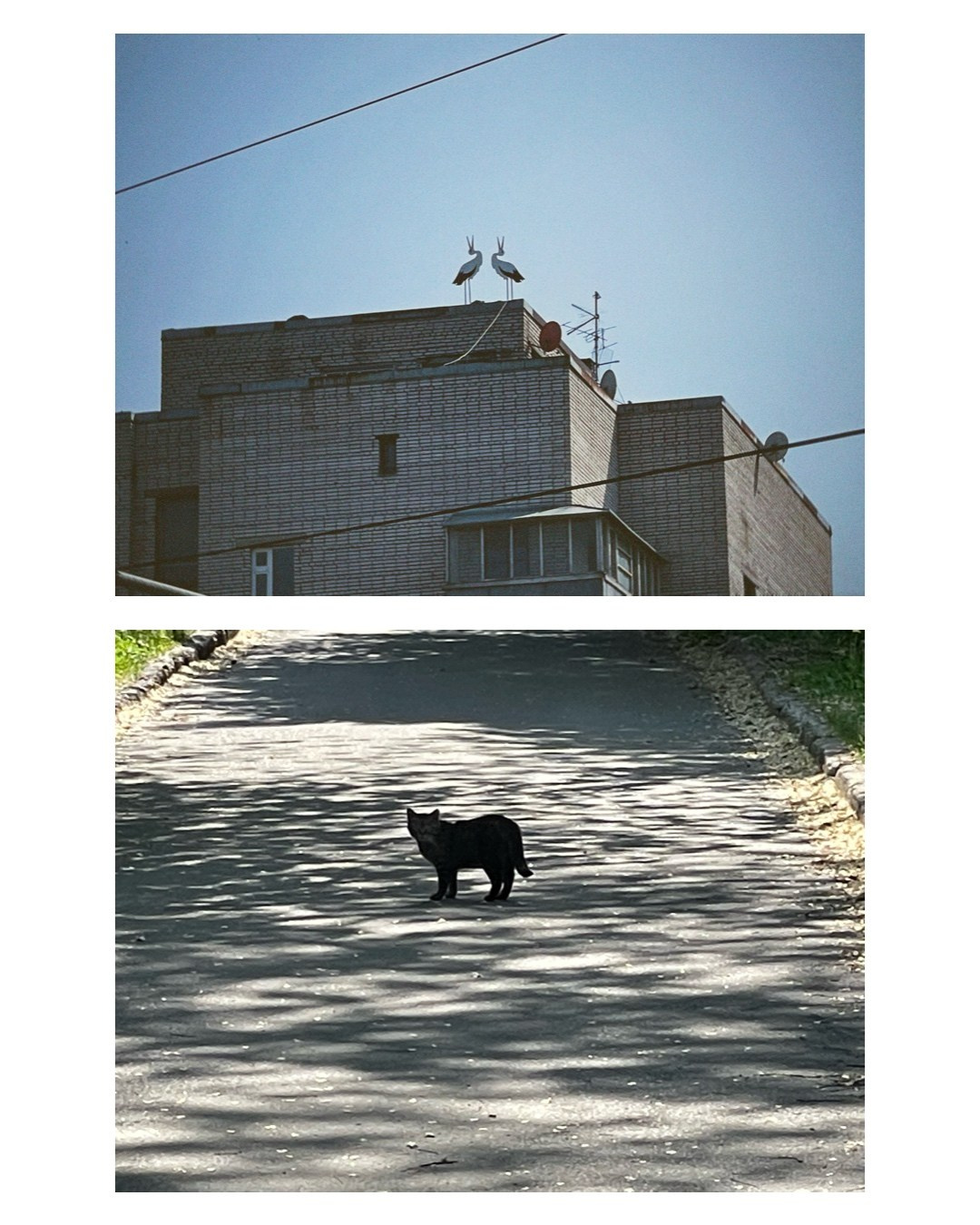 Vyborg. Alina Panover